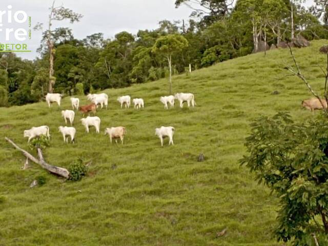 Chácara para Venda em Guaramirim - 4