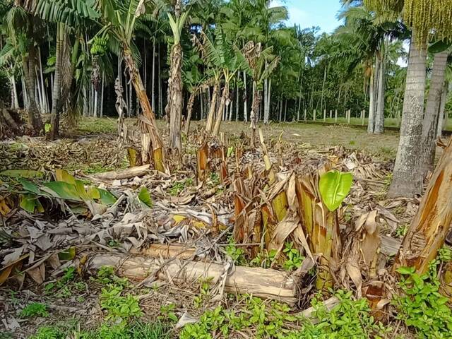 Terreno Urbano para Venda em Schroeder - 4