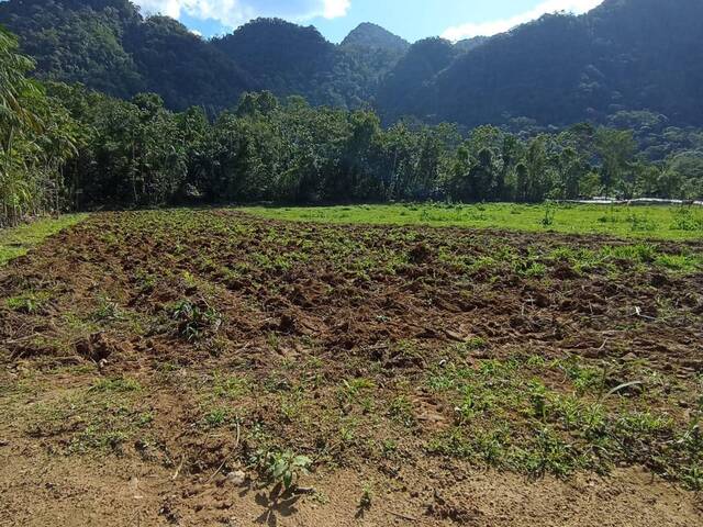 Terreno Rural para Venda em Schroeder - 4