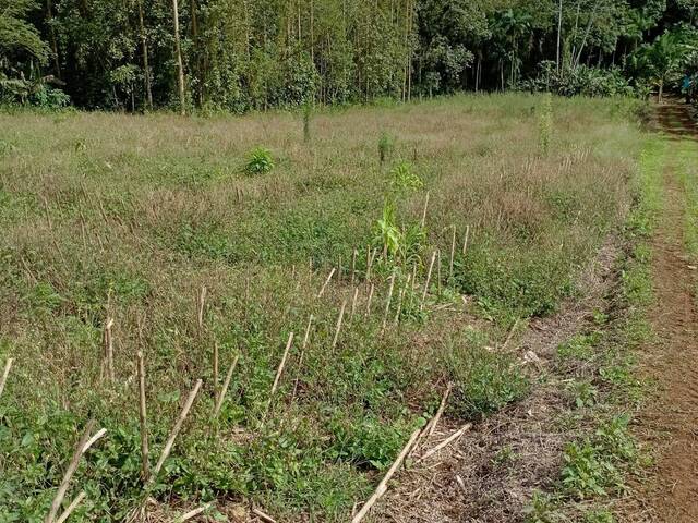 Terreno Rural para Venda em Schroeder - 4