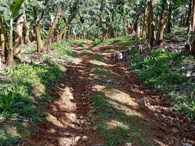 Terreno Rural para Venda em Schroeder - 5