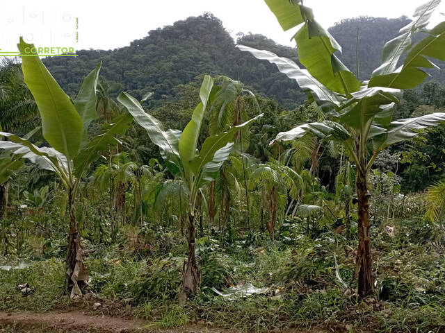 #132 - Terreno Rural para Venda em Schroeder - SC - 2