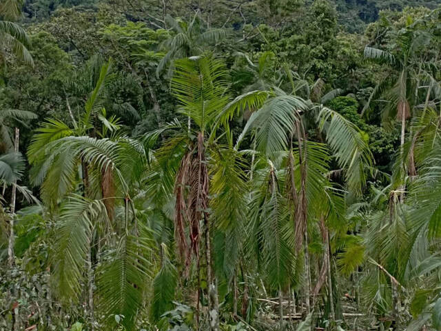 Terreno Rural para Venda em Schroeder - 4