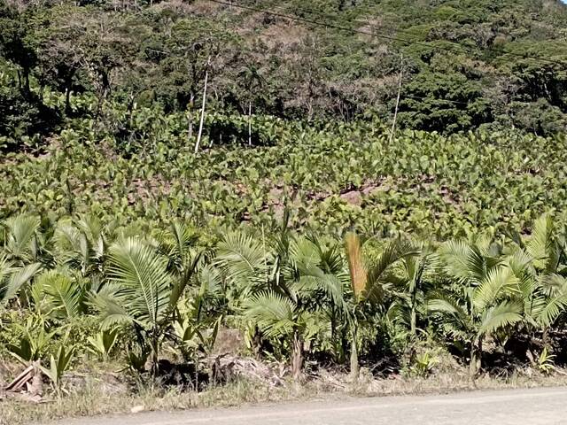 #171 - Terreno Rural para Venda em Schroeder - SC - 1