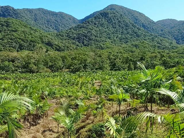 #171 - Terreno Rural para Venda em Schroeder - SC - 2