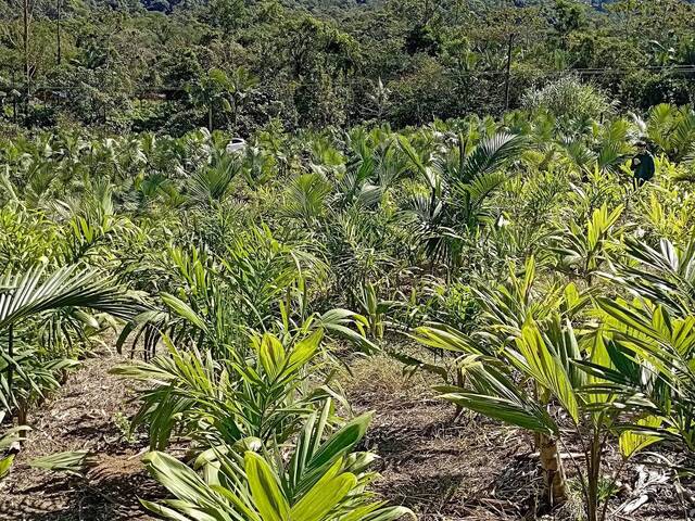 Terreno Rural para Venda em Schroeder - 5